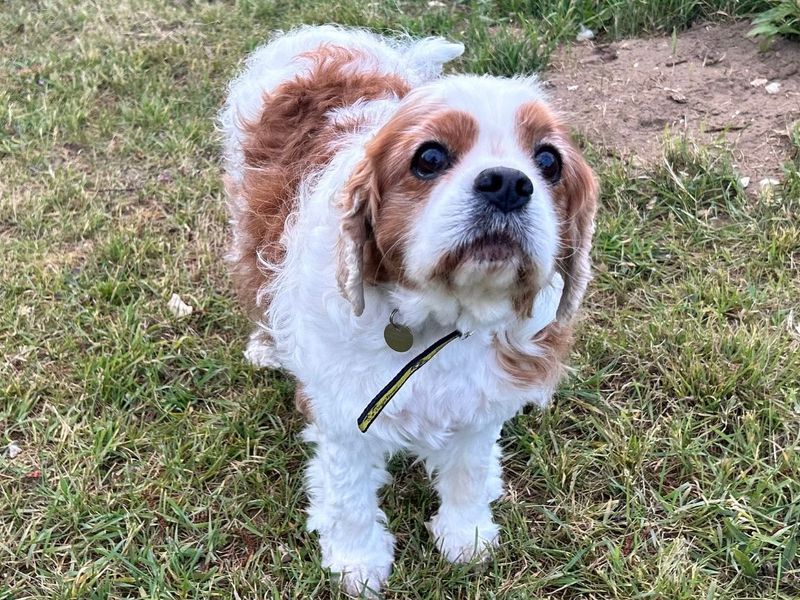 undefined | Spaniel (Cavalier King Charles) | undefined - 3