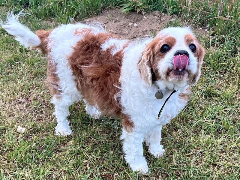 undefined | Spaniel (Cavalier King Charles) | undefined - 2