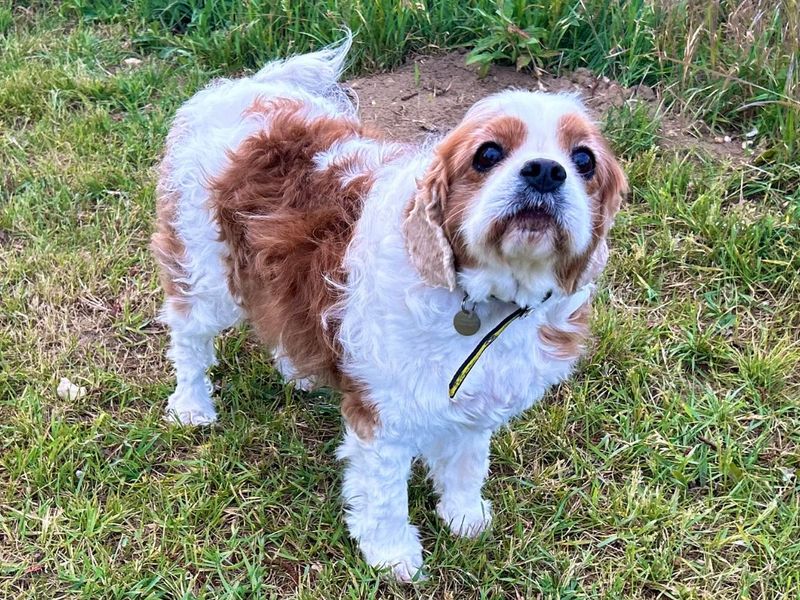 Cavalier King Charles Spaniel Dogs And Puppies For Adoption