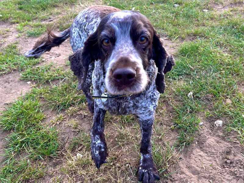undefined | Spaniel (Cocker) | undefined - 2