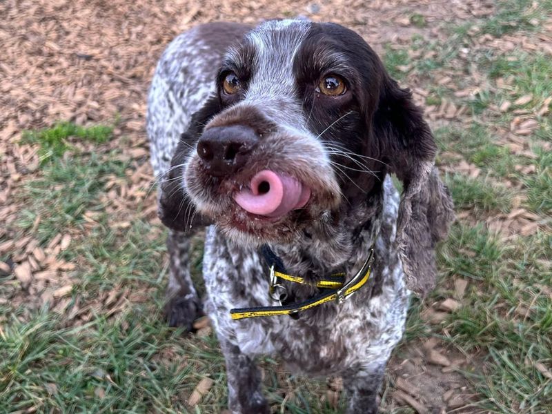 undefined | Spaniel (Cocker) | undefined - 3