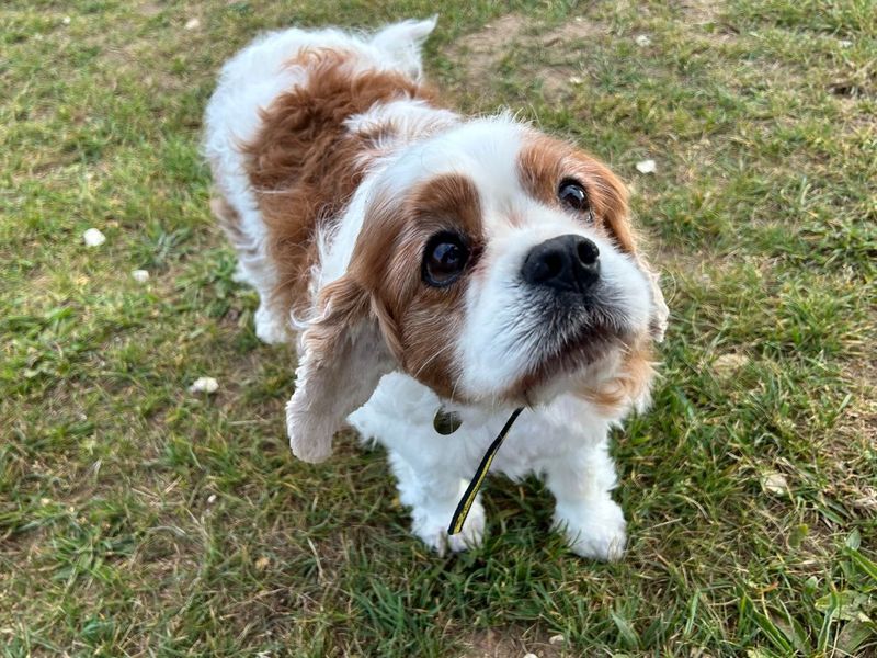undefined | Spaniel (Cavalier King Charles) | undefined - 2