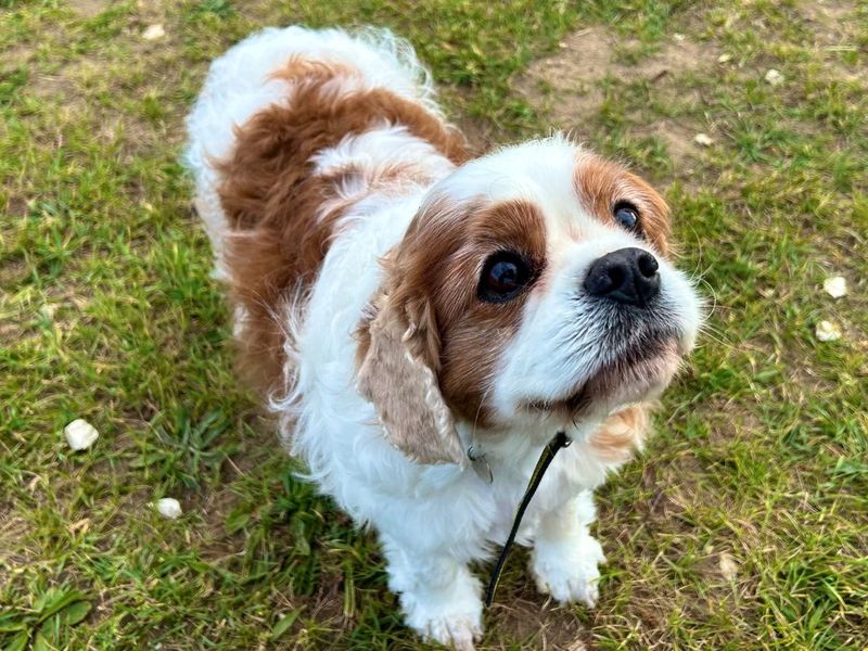 undefined | Spaniel (Cavalier King Charles) | undefined - 3