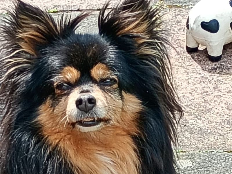 undefined | Chihuahua (Smooth Coat) | undefined - 1