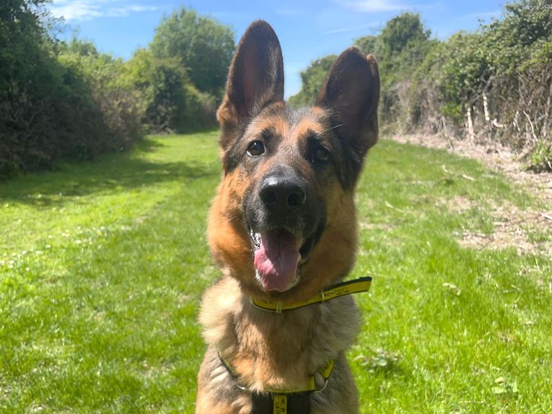 undefined | German Shepherd Dog | undefined - 3