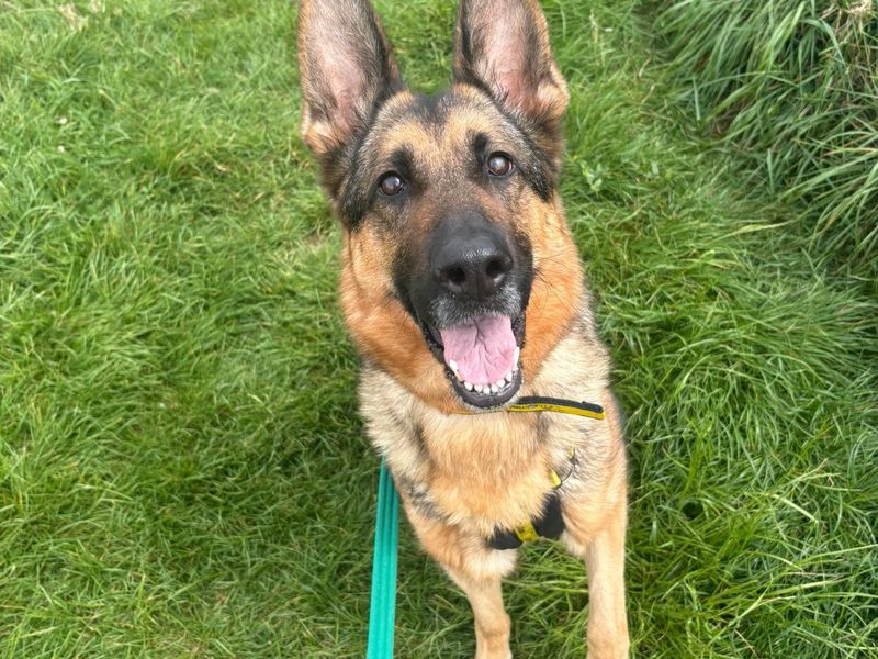 undefined | German Shepherd Dog | undefined - 4