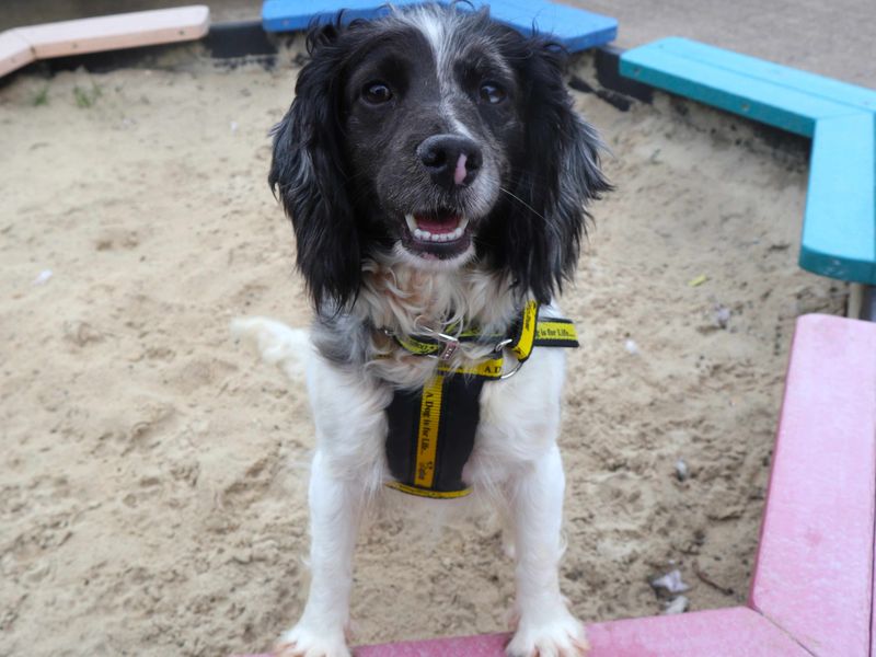 undefined | Spaniel (Field) Cross | undefined - 2