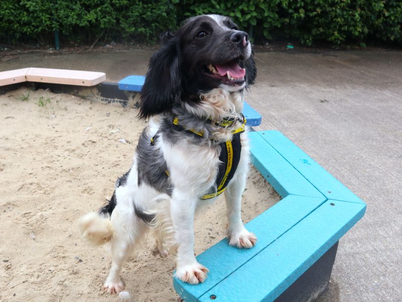 undefined | Spaniel (Field) Cross | undefined - 1