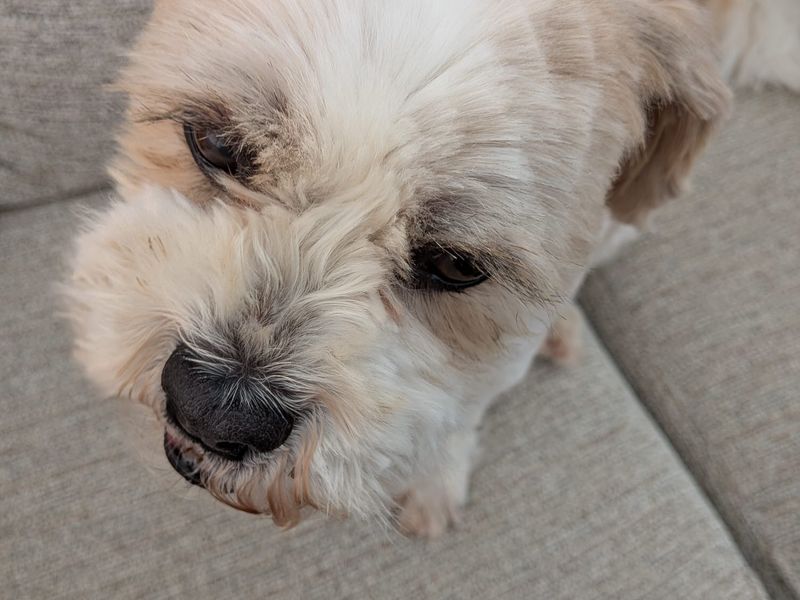 Daisy - Image 2 of 3