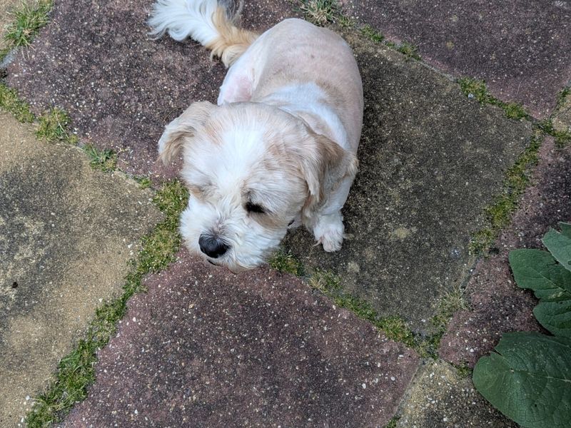 Daisy - Image 3 of 3