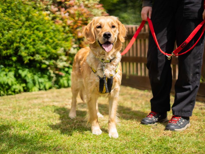 Golden Retriever Dogs And Puppies For Adoption