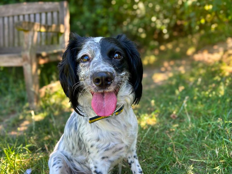Skyla | Spaniel (Cocker) Cross | Basildon (Essex) - 6