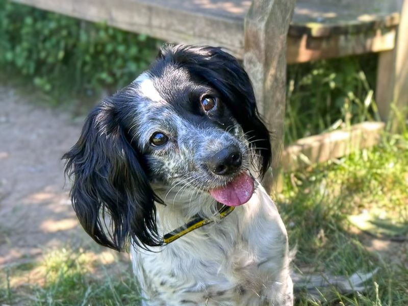 Skyla | Spaniel (Cocker) Cross | Basildon (Essex) - 2