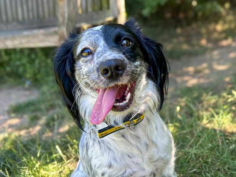 Skyla | Spaniel (Cocker) Cross | Basildon (Essex) - 3