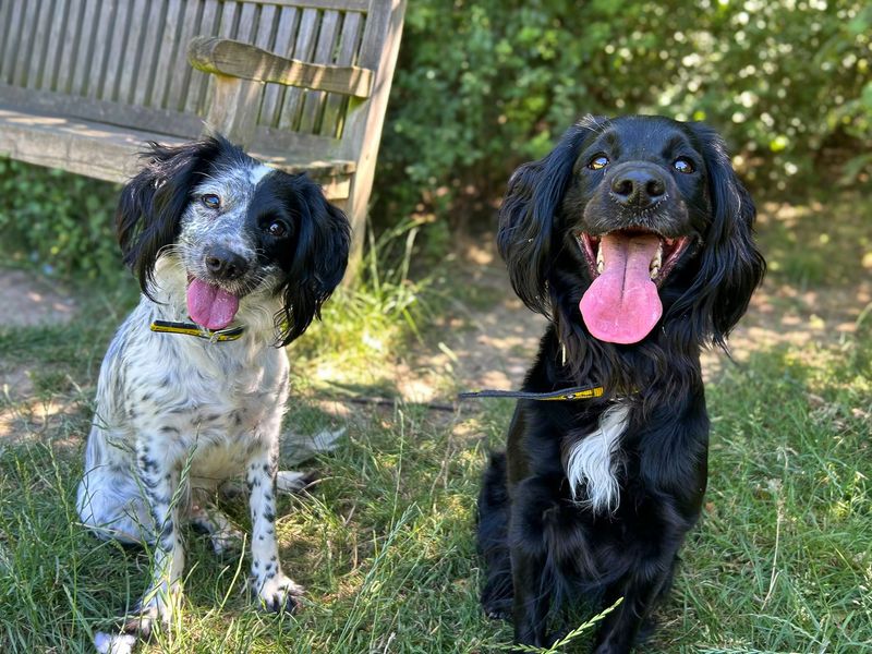 Skyla | Spaniel (Cocker) Cross | Basildon (Essex) - 4
