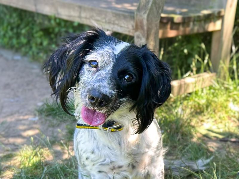 Skyla | Spaniel (Cocker) Cross | Basildon (Essex) - 1