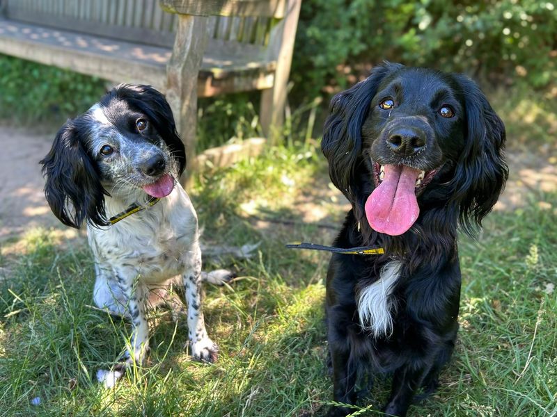 Skyla | Spaniel (Cocker) Cross | Basildon (Essex) - 5