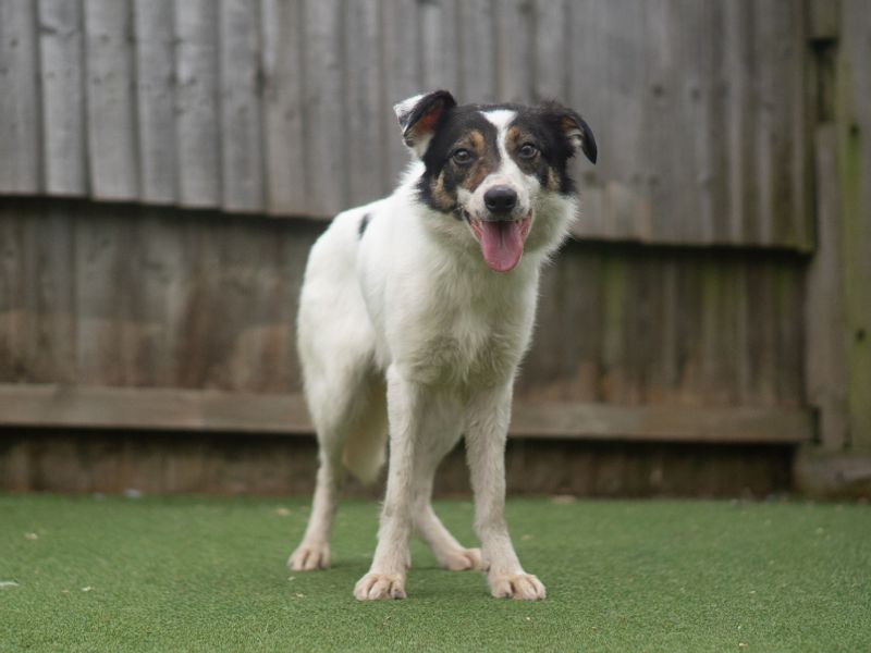 Border Collie Dogs And Puppies For Adoption