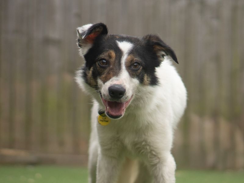 Ringo - Image 2 of 2