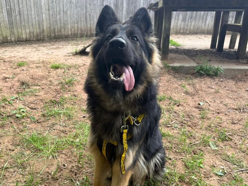 undefined | German Shepherd Dog | undefined - 4