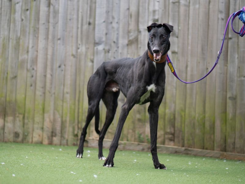 undefined | Greyhound | undefined - 2