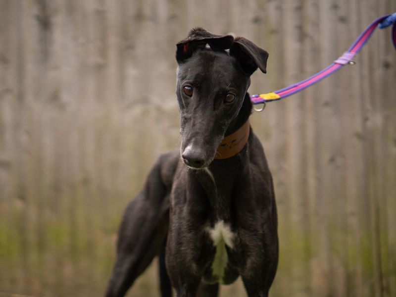undefined | Greyhound | undefined - 3