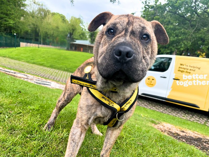 Romeo | Shar Pei | Merseyside (Liverpool) - 1