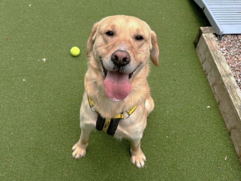 undefined | Retriever (Labrador) | undefined - 3