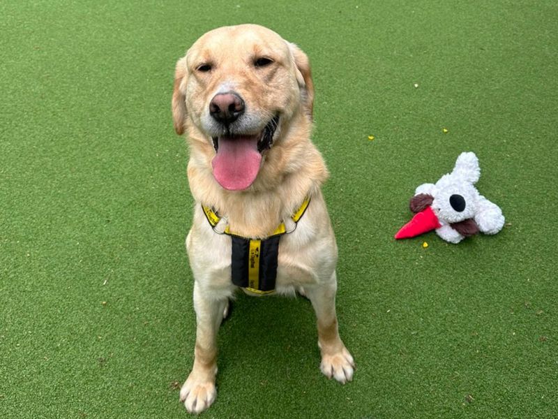 undefined | Retriever (Labrador) | undefined - 1