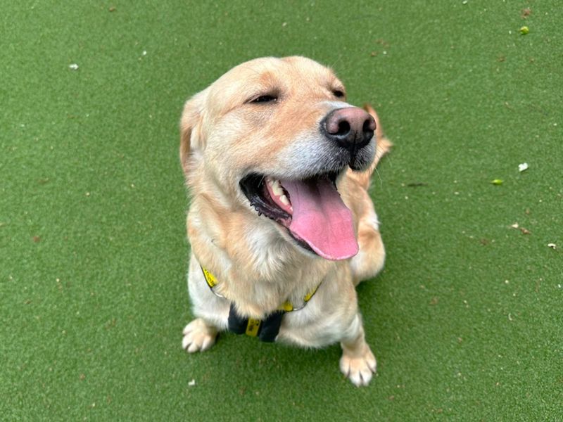 undefined | Retriever (Labrador) | undefined - 2
