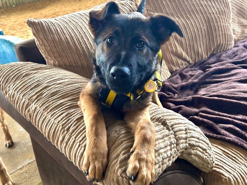 undefined | German Shepherd Dog | undefined - 2