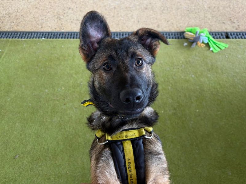 undefined | German Shepherd Dog | undefined - 3