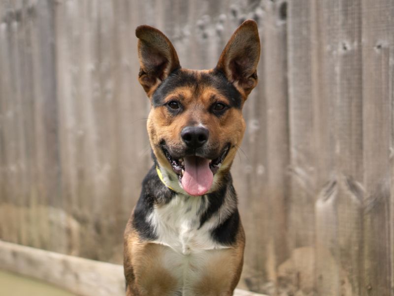 Rudi - Image 2 of 3