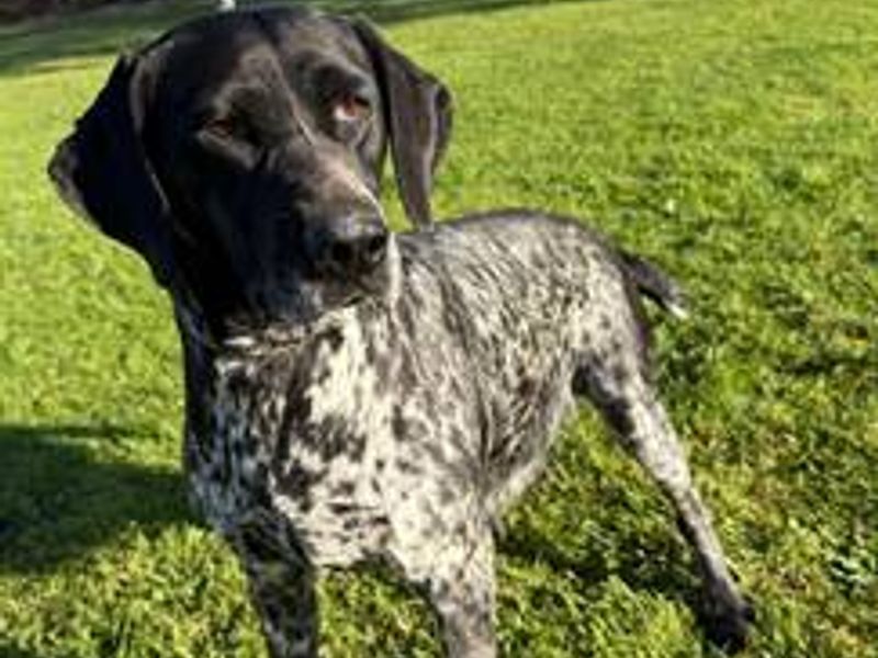 undefined | Pointer (German Shorthaired) | undefined - 4