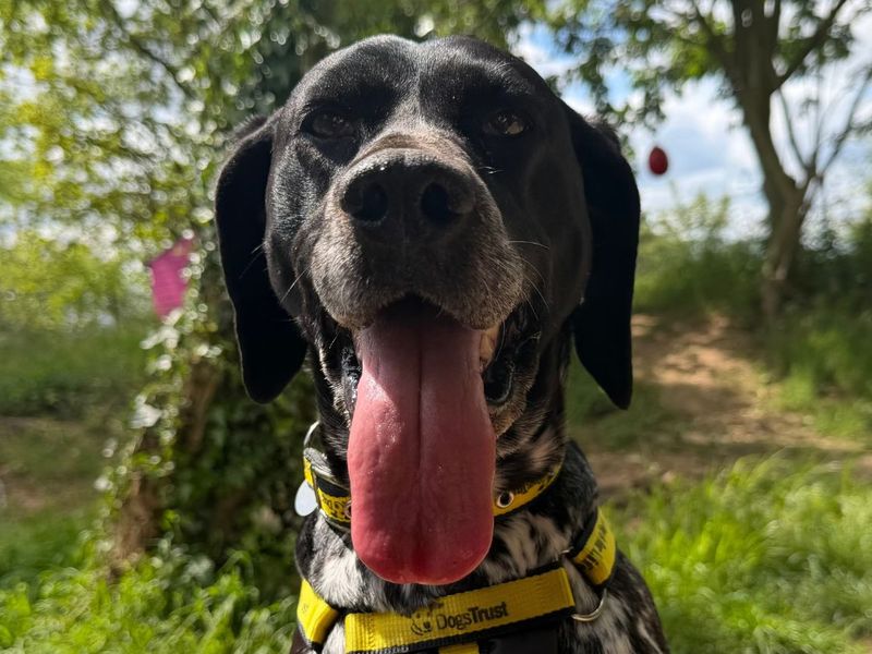 undefined | Pointer (German Shorthaired) | undefined - 3
