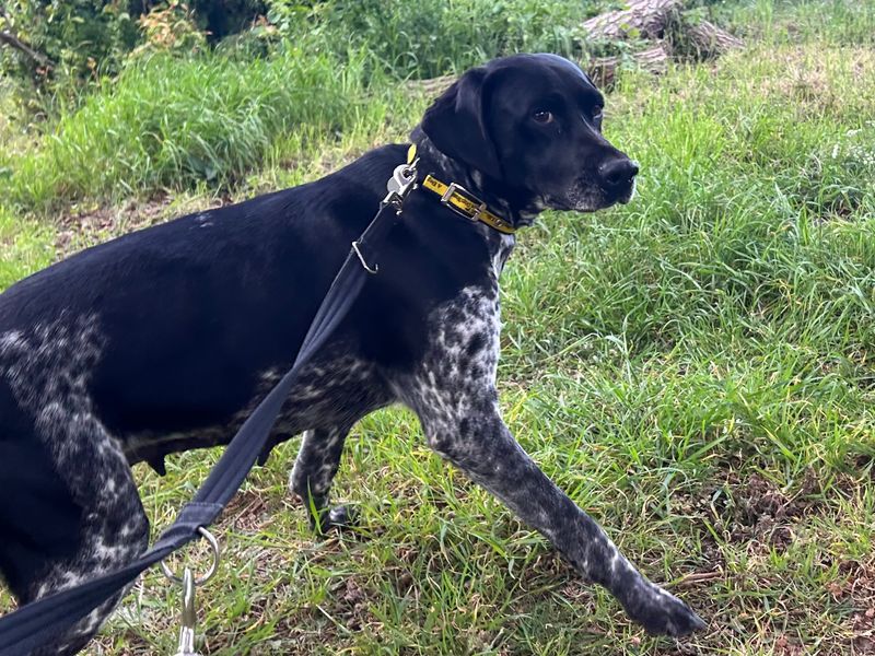 undefined | Pointer (German Shorthaired) | undefined - 1