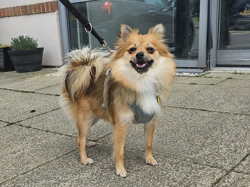 undefined | Pomeranian | undefined - 1