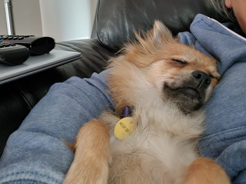 undefined | Pomeranian | undefined - 3