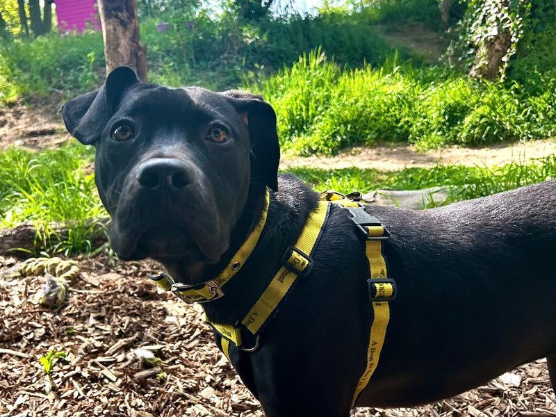 undefined | Terrier (Staffordshire Bull) Cross | undefined - 6