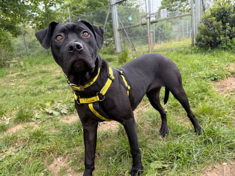 undefined | Terrier (Staffordshire Bull) Cross | undefined - 5