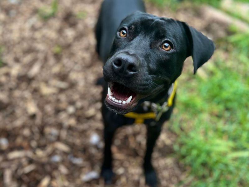 Paddy | Retriever (Labrador) Cross | Snetterton (Norfolk) - 4