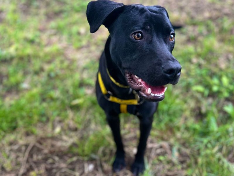 Paddy | Retriever (Labrador) Cross | Snetterton (Norfolk) - 3