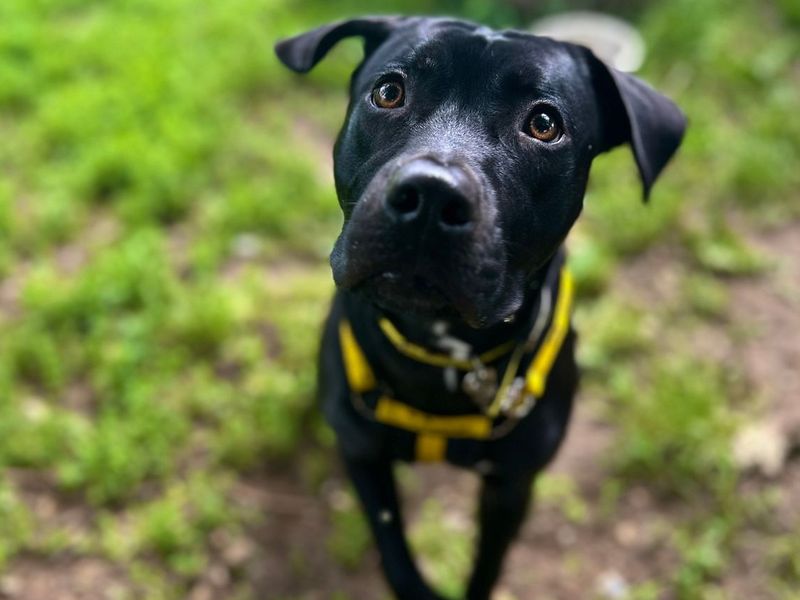 Paddy | Retriever (Labrador) Cross | Snetterton (Norfolk) - 5