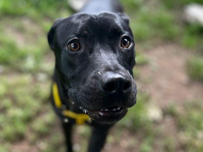 Staffordshire Bull Terrier Dogs And Puppies For Adoption