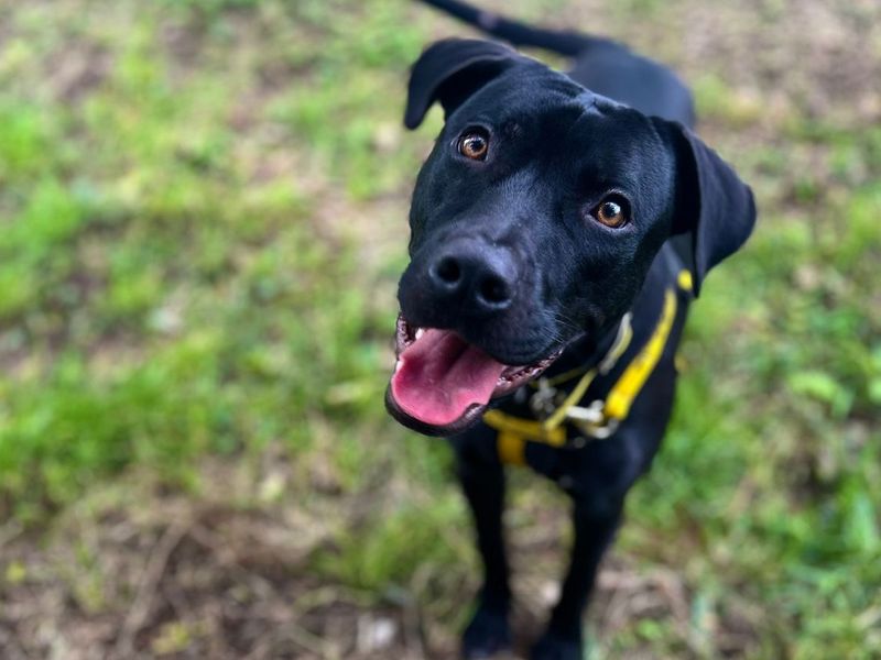 Paddy | Retriever (Labrador) Cross | Snetterton (Norfolk) - 1