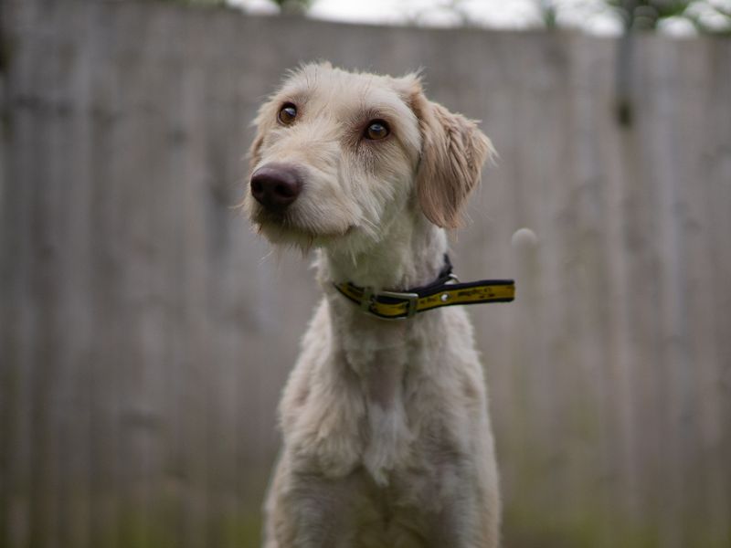 undefined | Deerhound | undefined - 1