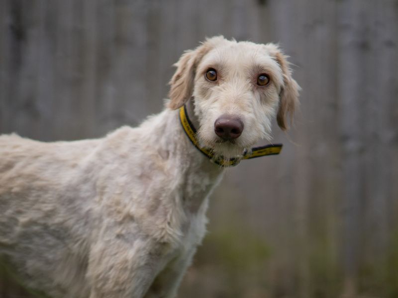 undefined | Deerhound | undefined - 2