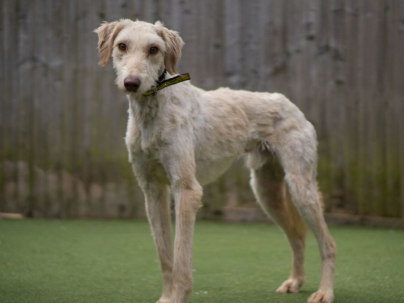 undefined | Deerhound | undefined - 3