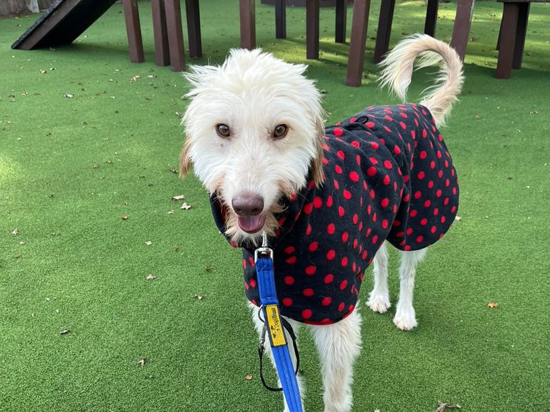 Bilberry | Deerhound Cross | Kenilworth (West Midlands) - 3
