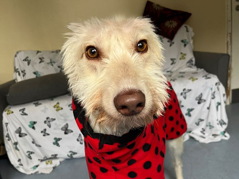 Bilberry | Deerhound Cross | Kenilworth (West Midlands) - 1